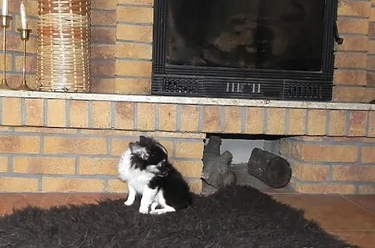 Chihuahua długowłosy