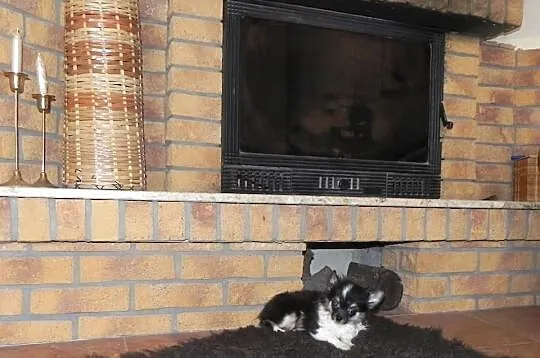 Chihuahua długowłosy