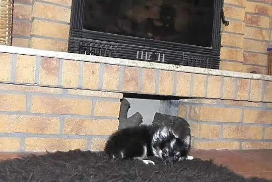 Chihuahua długowłosy