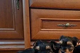 Yorkishe terrier