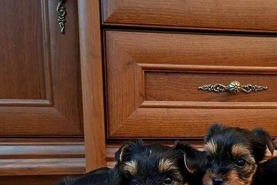 Yorkishe terrier