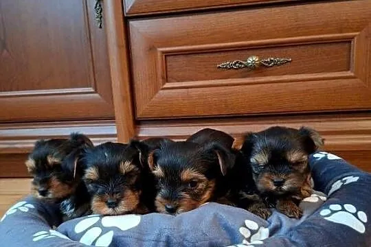 Yorkishe terrier, Śląskie, Żory