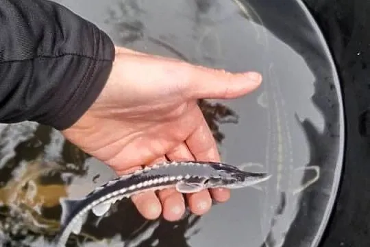 Ryby narybek Kroczek Okońia Szczupak Jesiotr Lin, Wielkopolskie, Słupca