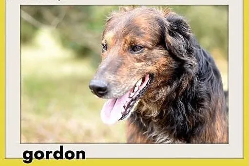 GORDON,seter mix,łagodny,rodzinny,grzeczny pies.AD