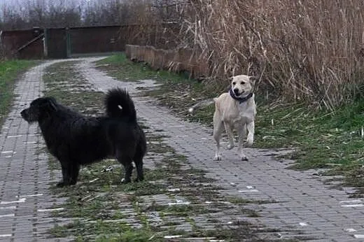 ZELDA młoda, piękna, radosna sunia tak bardzo chci
