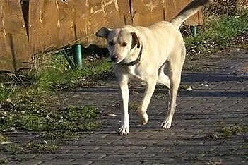 ZELDA młoda, piękna, radosna sunia tak bardzo chci