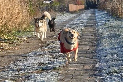 ZELDA młoda, piękna, radosna sunia tak bardzo chci