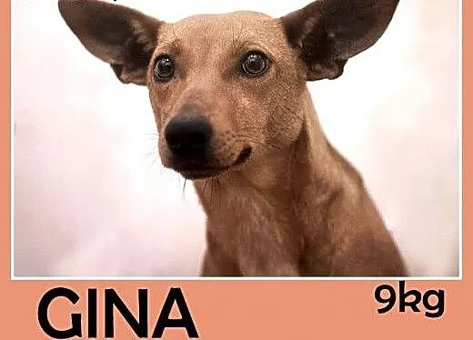 Jamnik mix,mała 10kg,młoda,łagodna suczka GINA.Ado