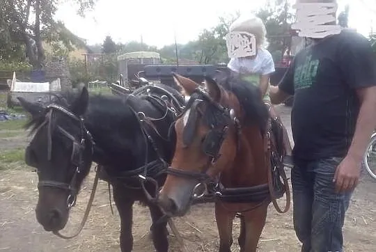 Sprzedam lub zamienię kuca