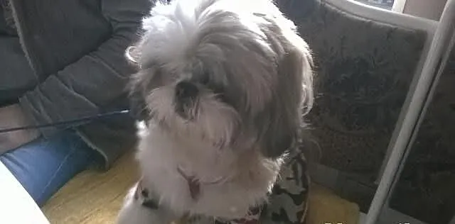 Shih tzu krycie