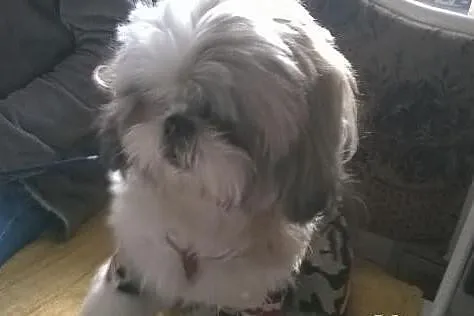 Shih tzu krycie