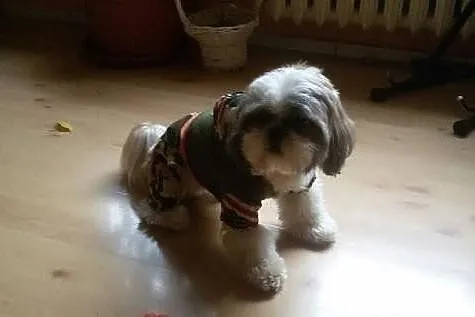 Shih tzu krycie