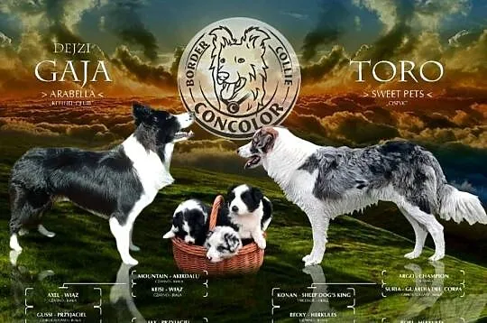 Border Collie - szczeniak czarno-biały tricolor (badania rodziców), Mazowieckie, Jastrzębia