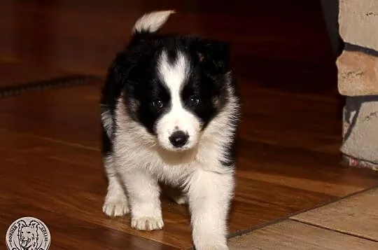 Border Collie - szczeniak czarno-biały tricolor (badania rodziców), Mazowieckie, Jastrzębia