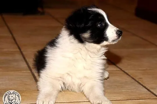 Border Collie - szczeniak czarno-biały tricolor (badania rodziców), Mazowieckie, Jastrzębia