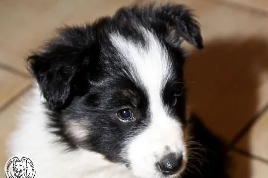 Border Collie - szczeniak czarno-biały tricolor (badania rodziców), Mazowieckie, Jastrzębia