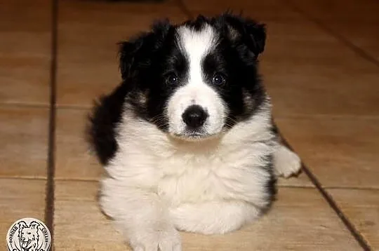 Border Collie - szczeniak czarno-biały tricolor (badania rodziców), Mazowieckie, Jastrzębia