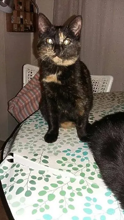 Pepitka do adopcji