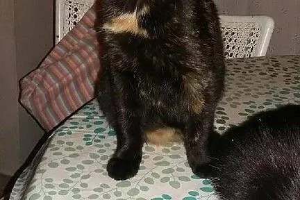 Pepitka do adopcji