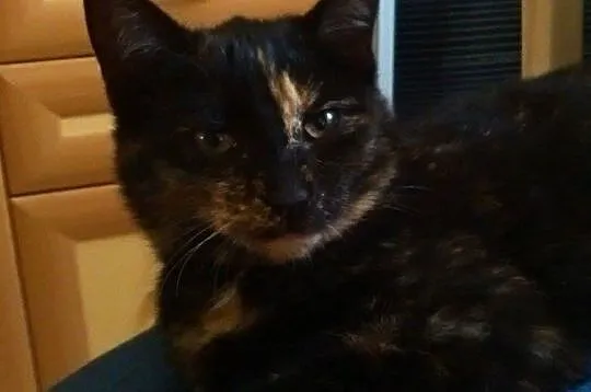 Pepitka do adopcji