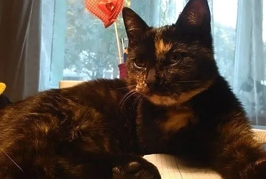 Pepitka do adopcji