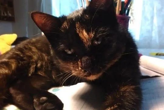 Pepitka do adopcji