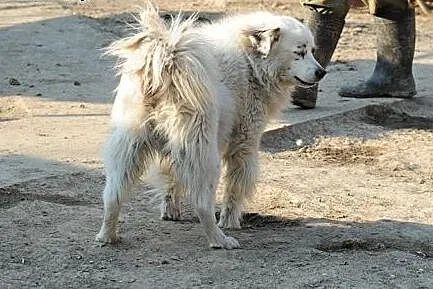 Iskierka Sroczek do adopcji,  lubelskie Świdnik