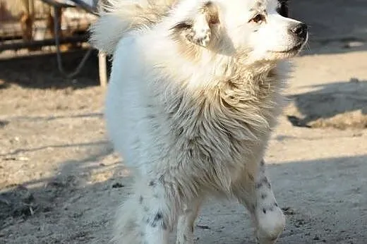 Iskierka Sroczek do adopcji,  lubelskie Świdnik