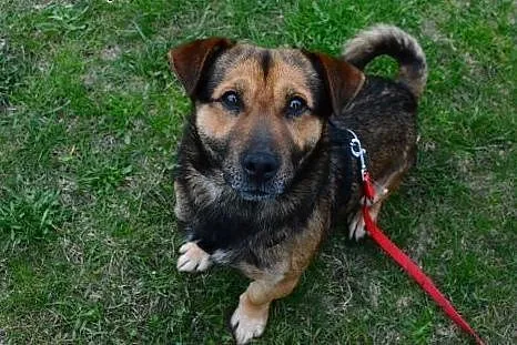 Macho - do adopcji malutki piesek FILM, łódzkie Skierniewice