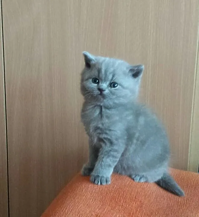 Trzy Piękne Kotki Brytyjskie