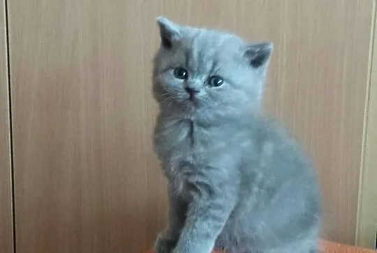 Trzy Piękne Kotki Brytyjskie