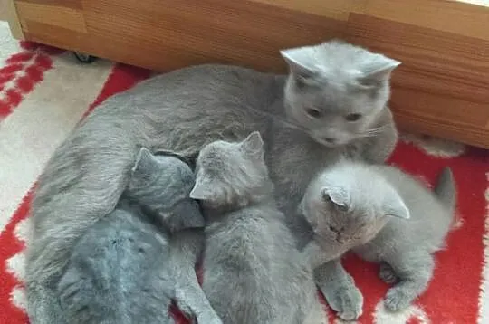 Trzy Piękne Kotki Brytyjskie