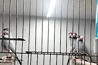 Sprzedam Ryżowce
