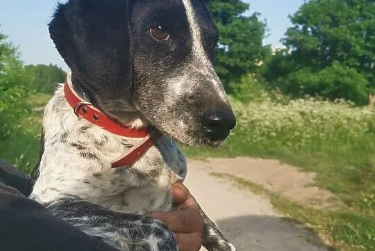 Młodziutka mała sunia szuka domu