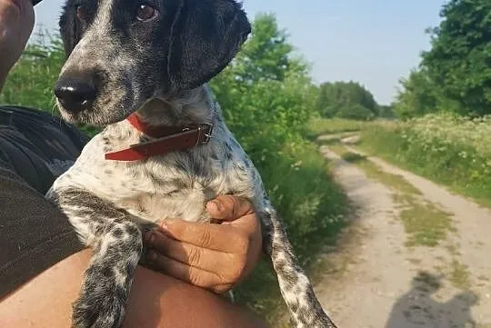 Młodziutka mała sunia szuka domu, Łódzkie, Łódź