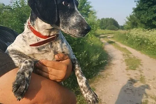 Młodziutka mała sunia szuka domu, Łódzkie, Łódź