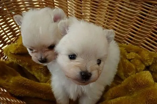Szpic pomeranian miniaturowy