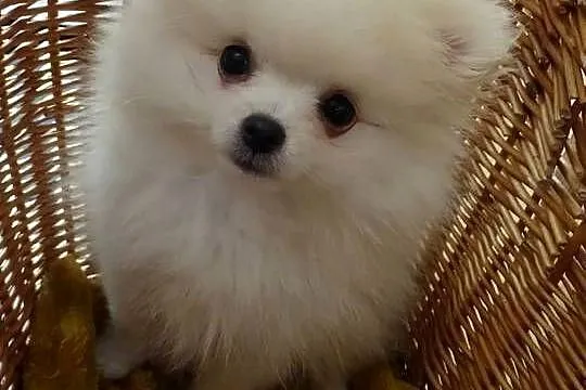 Szpic pomeranian miniaturowy, Kujawsko-pomorskie, Bydgoszcz