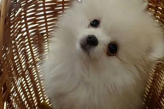 Szpic pomeranian miniaturowy, Kujawsko-pomorskie, Bydgoszcz