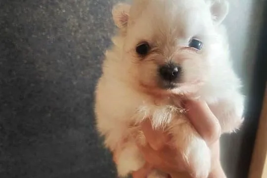 Szpic pomeranian miniaturowy, Kujawsko-pomorskie, Bydgoszcz