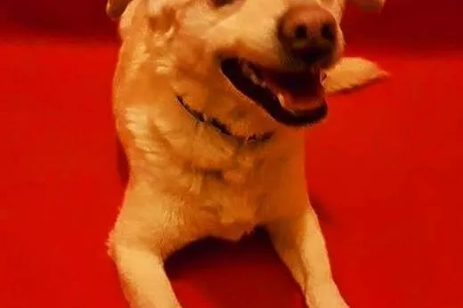 PINKI - cudowny, przytlaśny 10 kg psiak szuka domu,  mazowieckie Warszawa