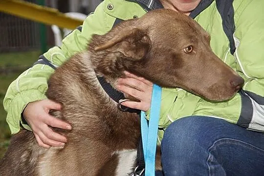 Niesamowicie smutny Wilk, czekoladowa piękność szu