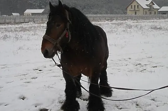 SPRZEDAM ogiera zimnokrwistego