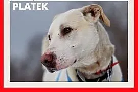 PŁATEK,26kg,mądry,łagodny,spokojny biały pies.ADOP, Katowice