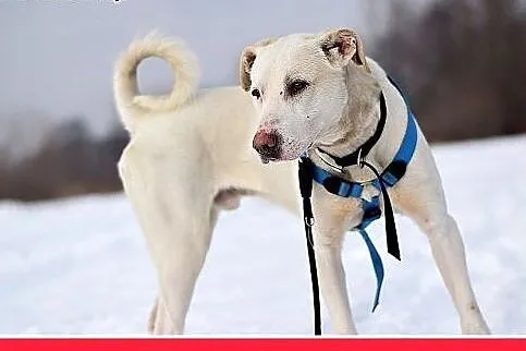 PŁATEK,26kg,mądry,łagodny,spokojny biały pies.ADOP