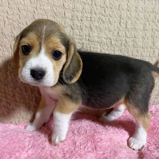 Szczenięta Beagle szkolone w domu (burdentom022@gmail.com)