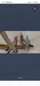 Kakadu różowa para 24r badania i dokumenty do rejestracji, , Garwolin
