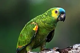 Amazonka Niebieskoczelna