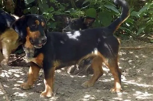 Borys - 9 miesięczny piesek do adopcji,  mazowieck