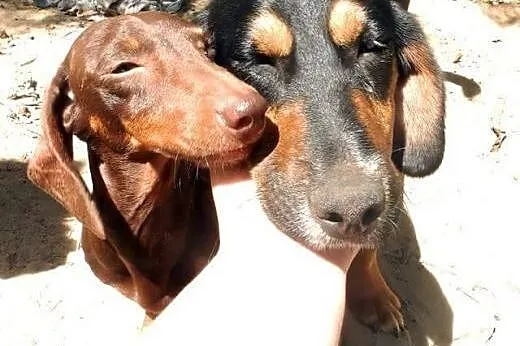 Borys - 9 miesięczny piesek do adopcji,  mazowieck